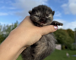 Кошки в Москве: Котенок в добрые руки Девочка, Бесплатно - фото 5