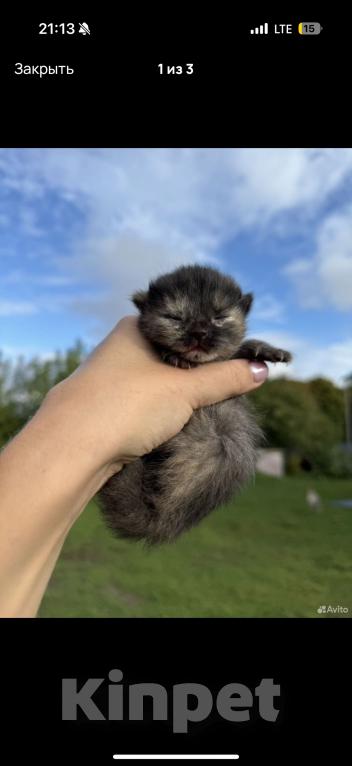 Кошки в Москве: Котенок в добрые руки Девочка, Бесплатно - фото 5