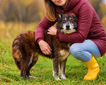 Собаки в Москве: Берта ищет дом Девочка, Бесплатно - фото 7