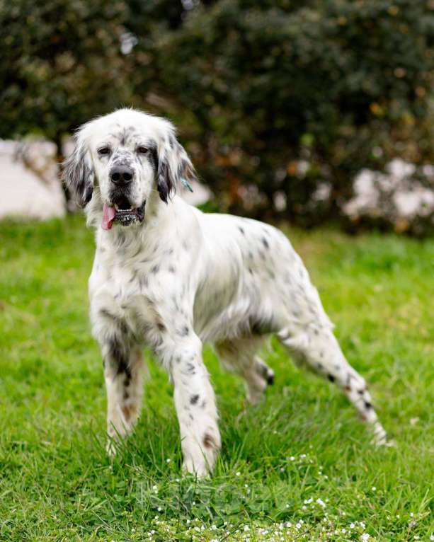 Собаки в Москве: Английский сеттер Каспер ищет дом. Мальчик, Бесплатно - фото 5