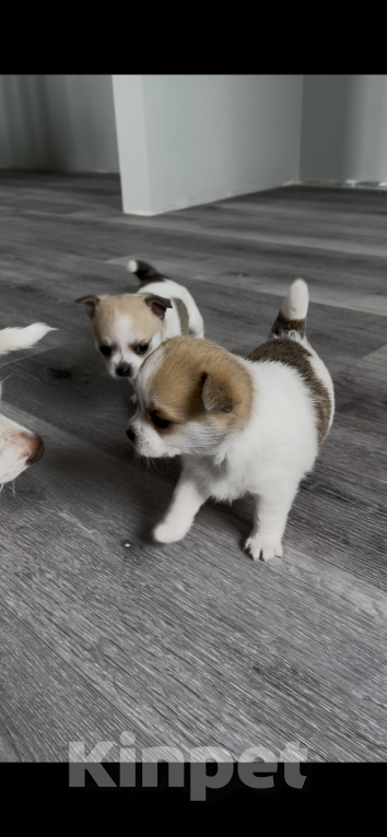 Собаки в Санкт-Петербурге: Девочка помчи Девочка, 10 000 руб. - фото 3