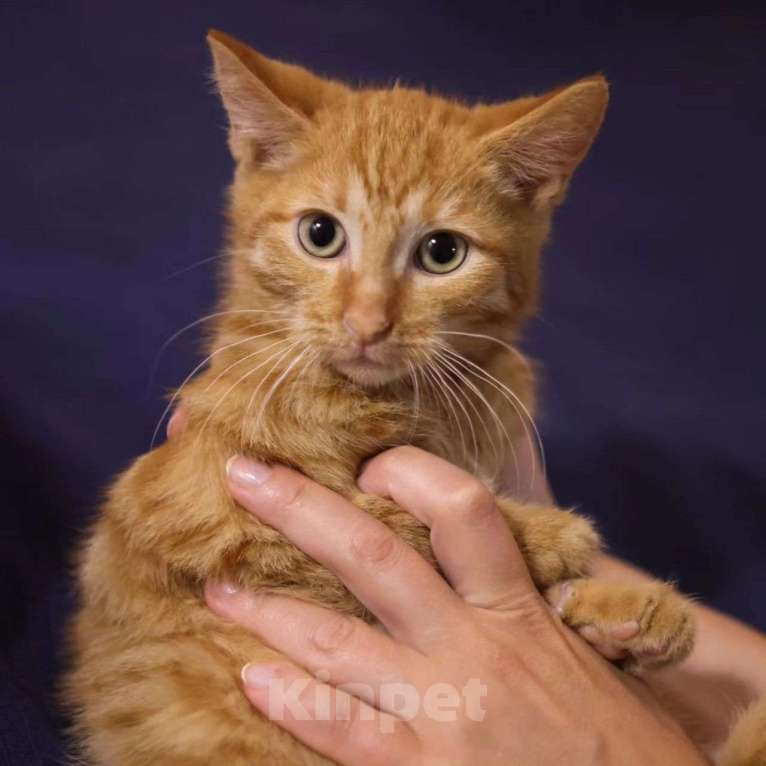 Кошки в Москве: Котенок Ричард Мальчик, Бесплатно - фото 4