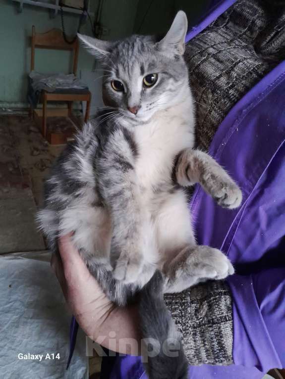 Кошки в Москве: Скромница Ляся Девочка, Бесплатно - фото 2