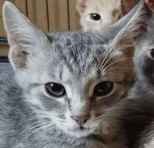 Кошки в Москве: Милый котенок Шуша в дар Девочка, Бесплатно - фото 2