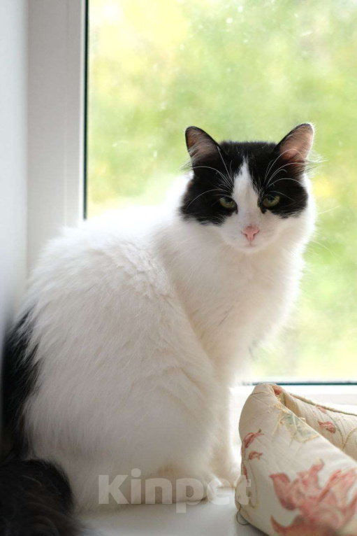 Кошки в Санкт-Петербурге: Бетти — тихая, трогательная кошка Девочка, Бесплатно - фото 1