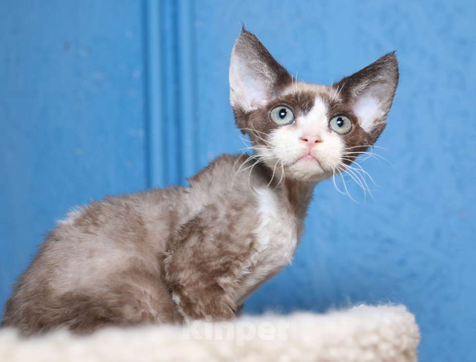 Кошки в Санкт-Петербурге: Девон Рекс котенок мальчик Мальчик, 50 000 руб. - фото 7