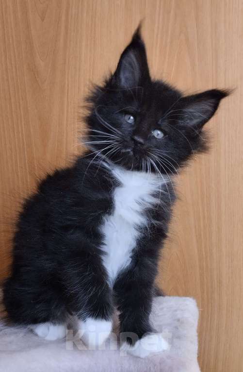 Кошки в Москве: Котик Мейн кун Мальчик, 50 000 руб. - фото 1