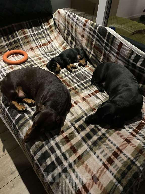 Собаки в других городах Московской области: Щенок таксы Мальчик, 15 000 руб. - фото 3