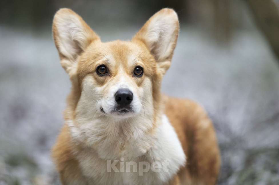Собаки в Москве: Вельш корги пемброк девочка Девочка, 12 000 руб. - фото 1