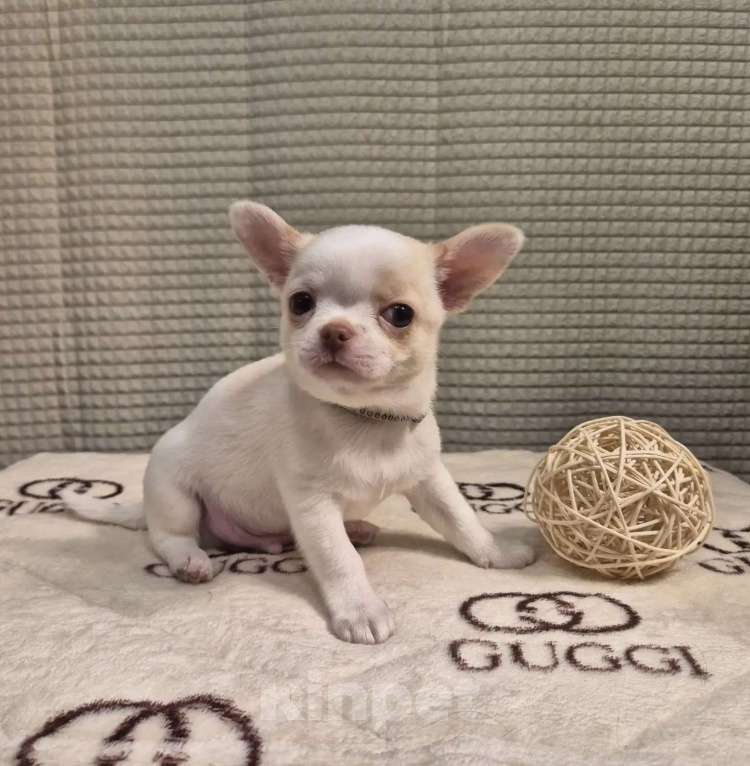 Собаки в Москве: Щенок чихуахуа мальчик Мальчик, 50 000 руб. - фото 2