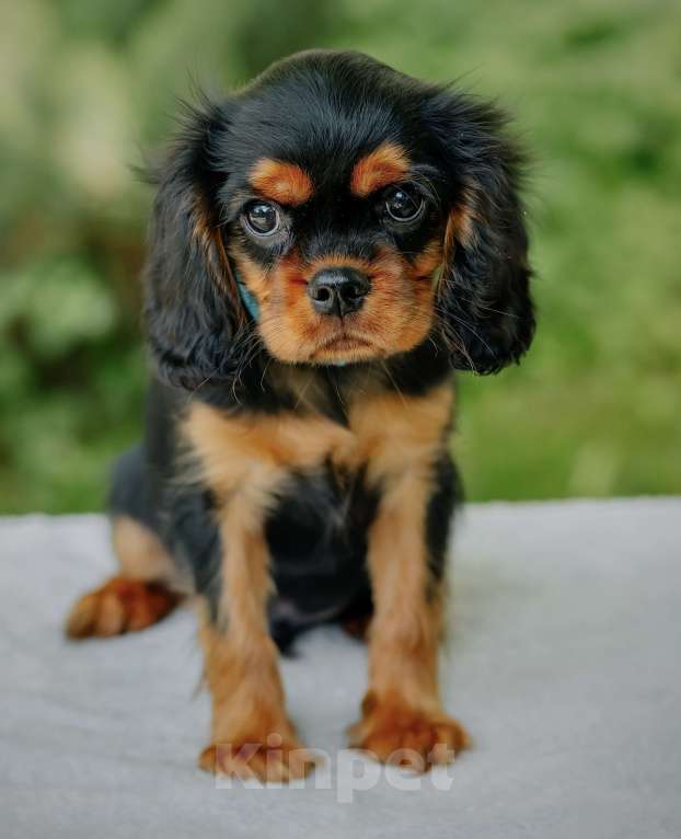 Собаки в Обнинске: Щенок Кавалер Кинг Чарльз Спаниель  Мальчик, 80 000 руб. - фото 3