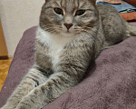 Кошки в Кирове: Отдам кота в добрые руки Мальчик, Бесплатно - фото 2