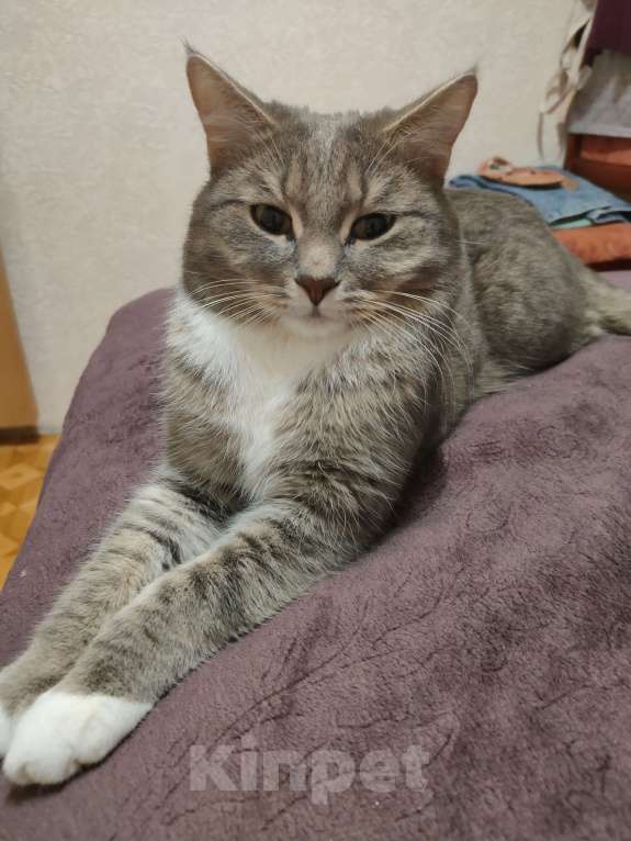 Кошки в Кирове: Отдам кота в добрые руки Мальчик, Бесплатно - фото 2