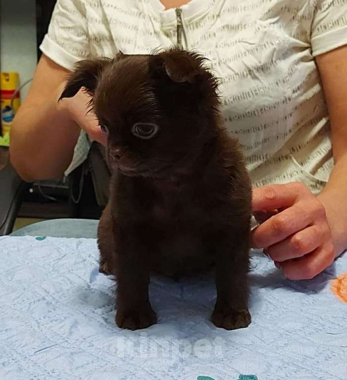 Собаки в Санкт-Петербурге: красивый парень чихуахуа Мальчик, Бесплатно - фото 3