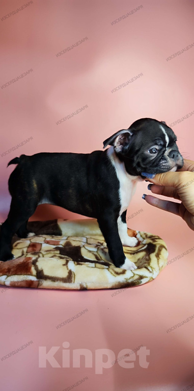 Собаки в Хотьково: Бостон терьер девочка Девочка, 65 000 руб. - фото 3