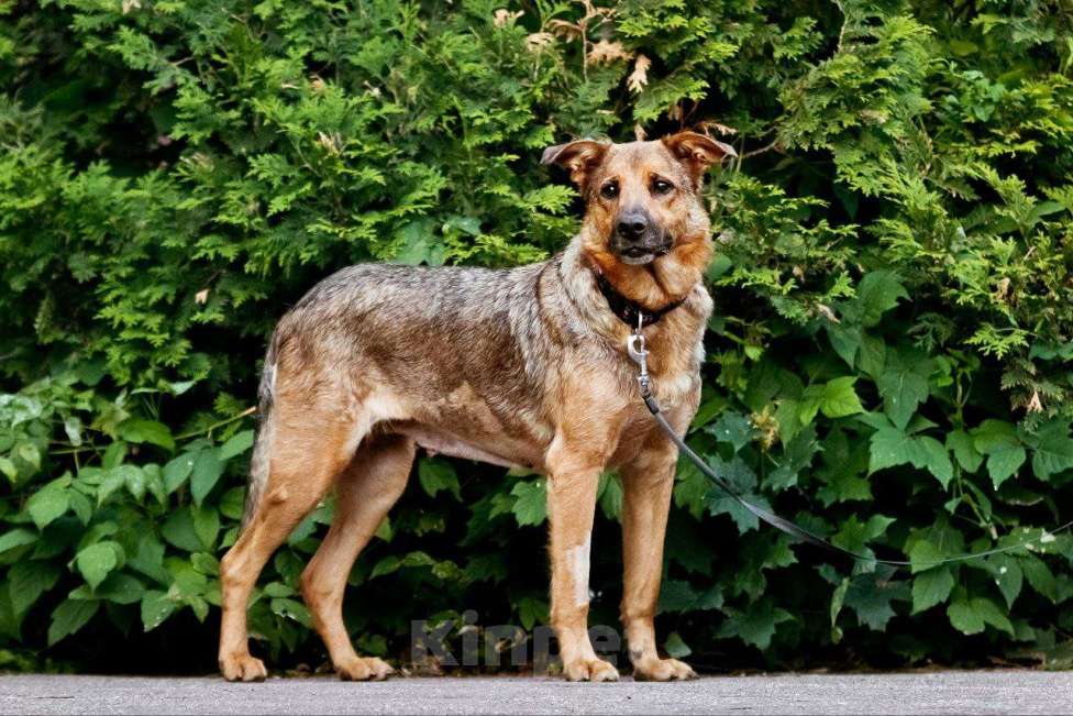 Собаки в Москве: Фреда милая и обаятельная  Девочка, Бесплатно - фото 4