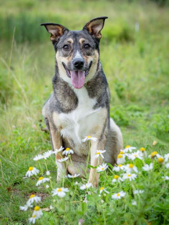 Собаки в Солнечногорске: Фея в добрые руки Девочка, Бесплатно - фото 5