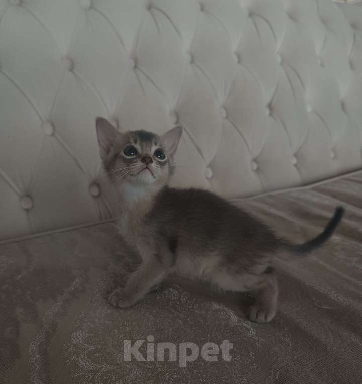 Кошки в Ростове-на-Дону: Абиссинский котёнок мальчик, окрас голубой Мальчик, 17 000 руб. - фото 3