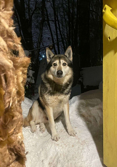 Объявление: Пропала собака хаски волкособ гибрид, 5 000 руб., Москва