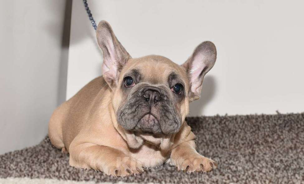 Собаки в Москве: Мальчик палевоголубой Мальчик, 50 000 руб. - фото 6