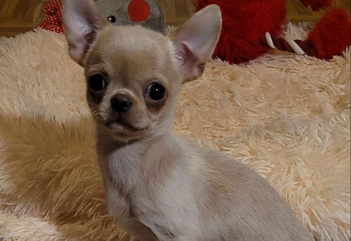 Девочка и мальчик Чихуахуа эффектного окраса