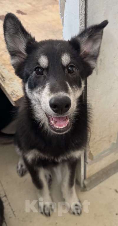 Собаки в Москве: Отдам щенка в добрые руки Мальчик, Бесплатно - фото 2