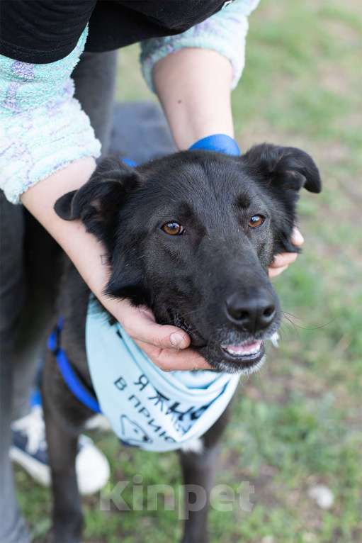 Собаки в Москве: Мишка, последний щенок из помета Мальчик, Бесплатно - фото 4