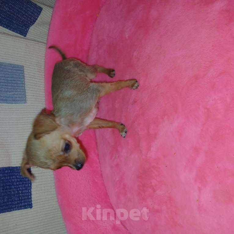 Собаки в других городах Московской области: Той-терьер рыжий мальчик для души Мальчик, 15 000 руб. - фото 1