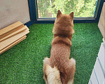Собаки в Санкт-Петербурге: Сиба ину кобель вязка Мальчик, 30 000 руб. - фото 4
