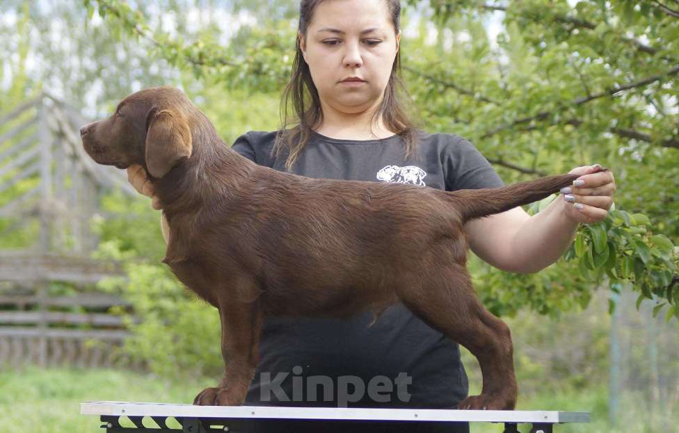 Собаки в Саратове: Щенок лабрадора Мальчик, 45 000 руб. - фото 2