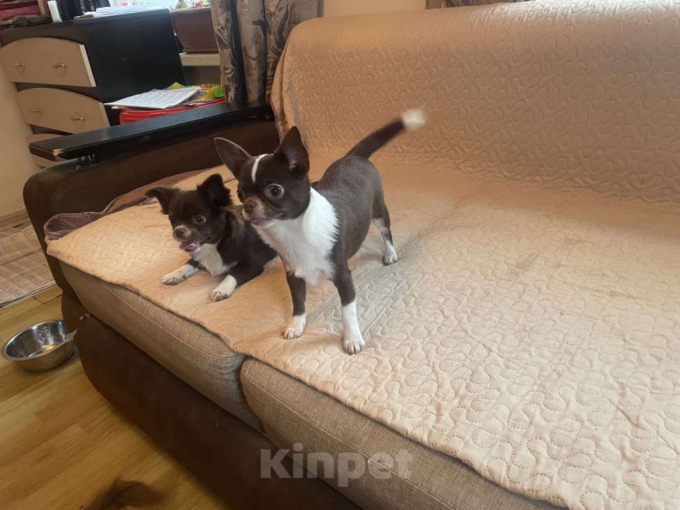 Собаки в Санкт-Петербурге: Чихуахуа, девочка короткошерстная Девочка, 80 000 руб. - фото 8