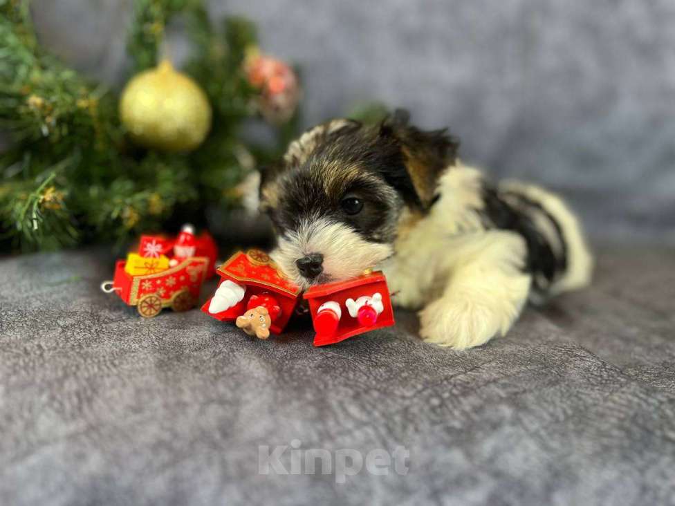 Собаки в Вологде: Щенок бивер терьера Девочка, 140 000 руб. - фото 5