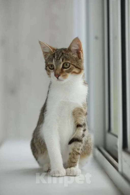 Кошки в Москве: котенок Максик ещет дом Мальчик, Бесплатно - фото 4