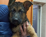 Собаки в Самаре: ЭЛИТНЫЕ ЩЕНКИ от заводчика Девочка, 50 000 руб. - фото 4