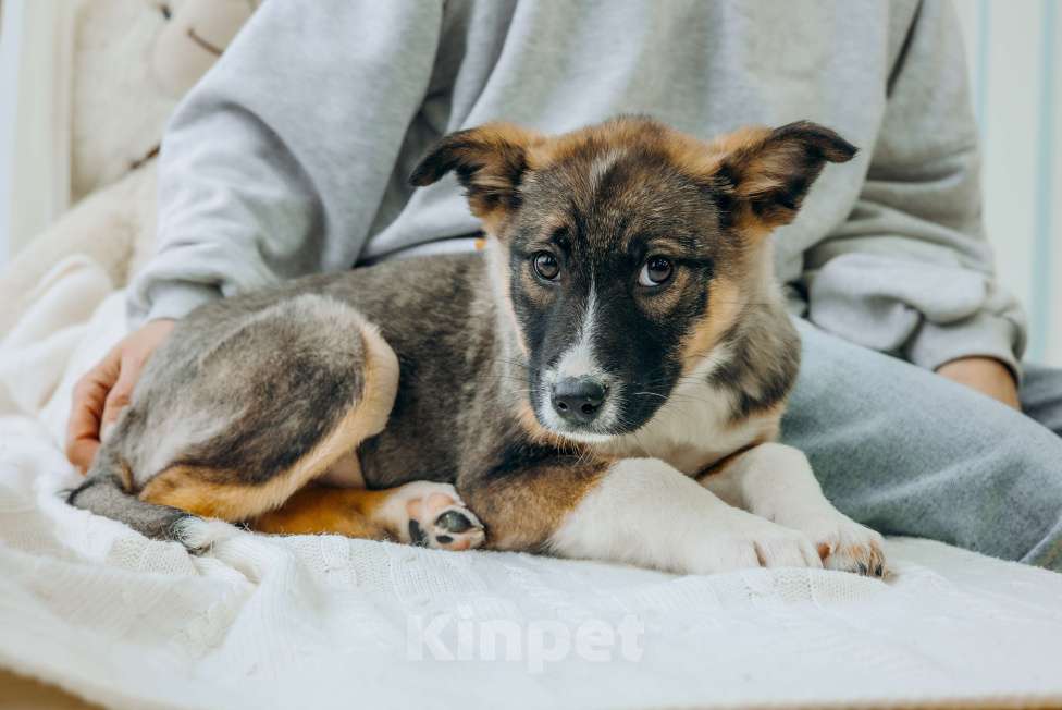 Собаки в Москве: Щенки бесплатно в Москве Девочка, Бесплатно - фото 8
