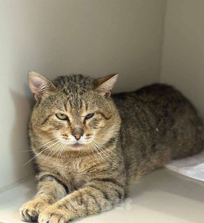 Кошки в Москве: Крутой кот Шурик в добрые руки Мальчик, Бесплатно - фото 3