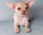 Собаки в Ростове-на-Дону: Чихуахуа Девочка, 50 000 руб. - фото 1