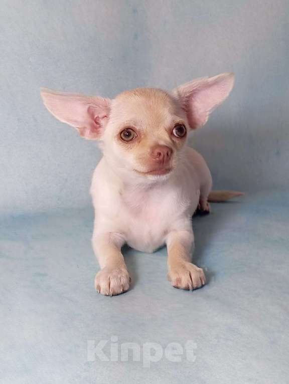 Собаки в Ростове-на-Дону: Чихуахуа Девочка, 50 000 руб. - фото 1