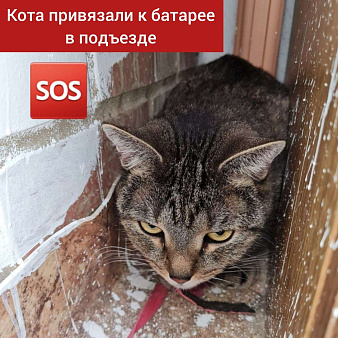 Объявление: Кота привязали к батарее в подъезде :f09f8698:️‼️‼️ Срочный поиск дома, Бесплатно, Москва