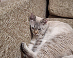 Кошки в Липецке: Голубоглазый красавец - Кефир) Мальчик, Бесплатно - фото 6