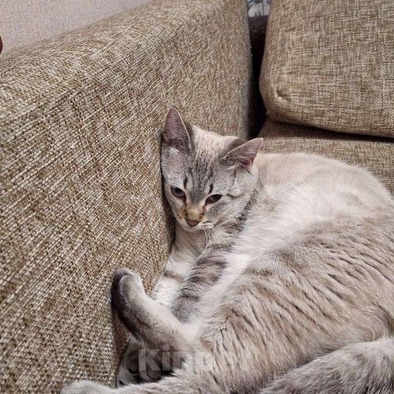 Кошки в Липецке: Голубоглазый красавец - Кефир) Мальчик, Бесплатно - фото 6