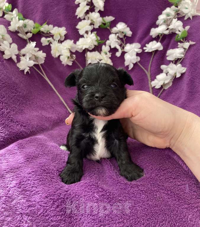 Собаки в Москве: Чёрный йорк мальчик Мальчик, 80 000 руб. - фото 10