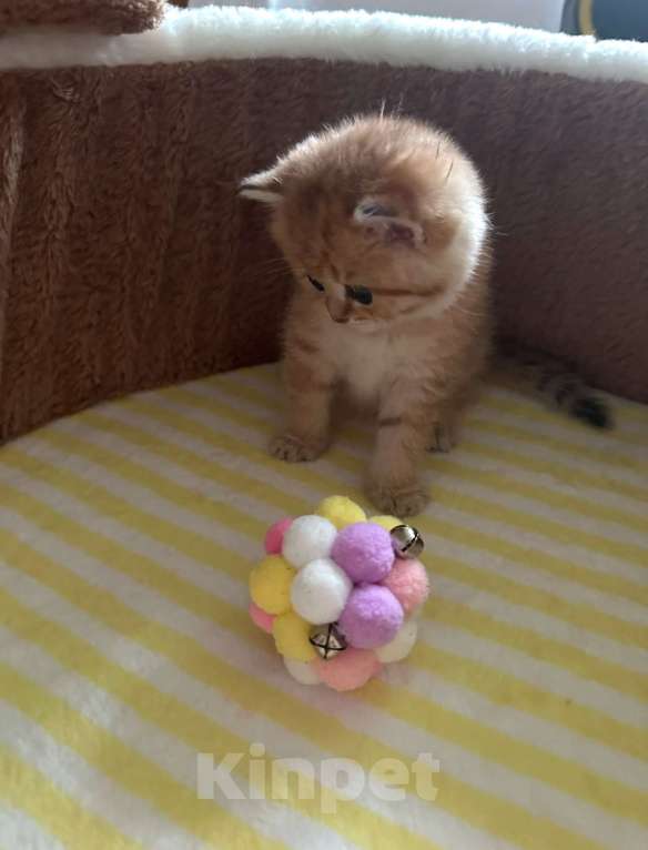 Кошки в Москве: Золотая шиншилла  Девочка, 25 000 руб. - фото 2