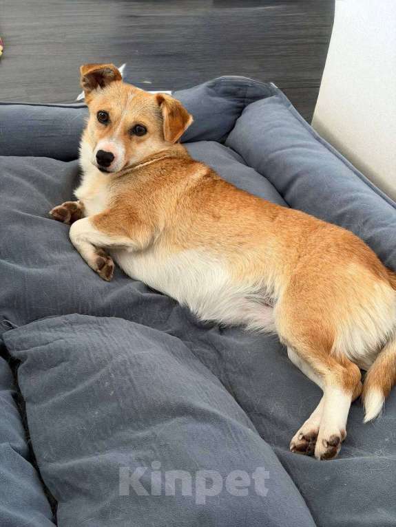 Собаки в Рузе: Бэтти в добрые руки Девочка, Бесплатно - фото 8