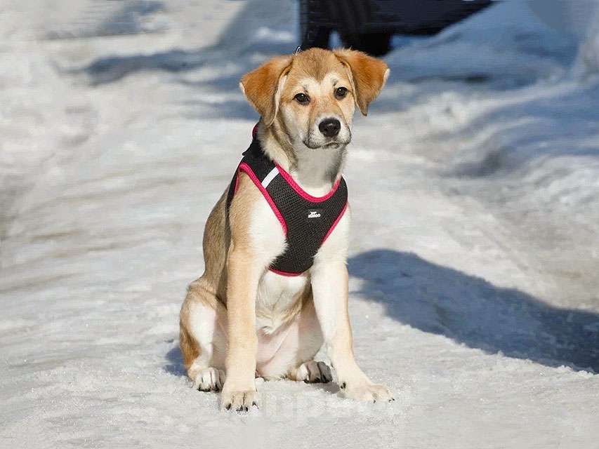 Собаки в Москве: Ласковая и нежная девочка-щенок Лилу ищет дом Девочка, Бесплатно - фото 4