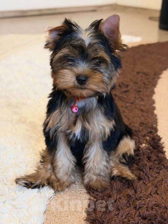 Собаки в Ульяновске: Щенок йоркширского терьера Мальчик, 45 000 руб. - фото 3