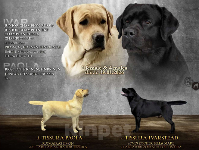 Собаки в Балашихе: Щенки лабрадора Мальчик, 100 000 руб. - фото 1