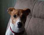 Собаки в Одинцово: ВЯЗКА Джек Рассел ВЯЗКА, 100 руб. - фото 3