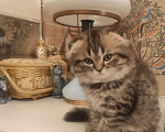 Кошки в Камызяке: Шотландские котята, 10 000 руб. - фото 4