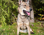 Собаки в Клине: Герда Девочка, Бесплатно - фото 3